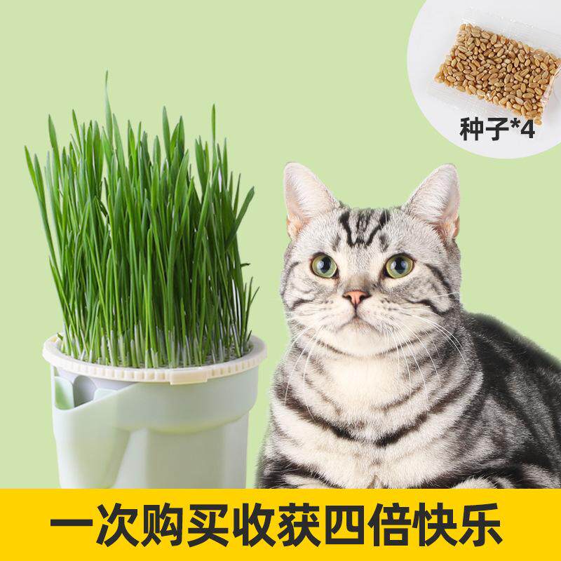 无土懒人猫草水培盆栽小麦种子去毛球化毛草猫草杯成幼猫猫咪零食