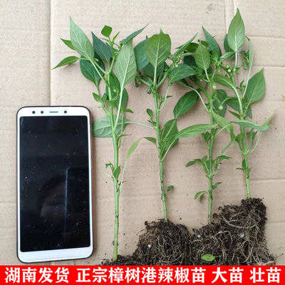 樟树港辣椒苗 辣椒苗 湖南辣椒苗 正宗樟树港辣椒苗 第一季大苗