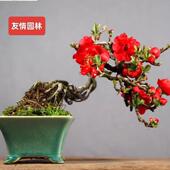 精品海棠长寿梅微盆景阳台养殖