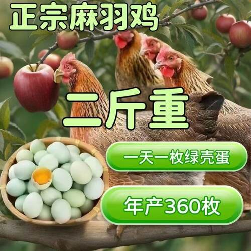 2斤鸡两斤绿壳蛋鸡麻羽鸡绿壳蛋