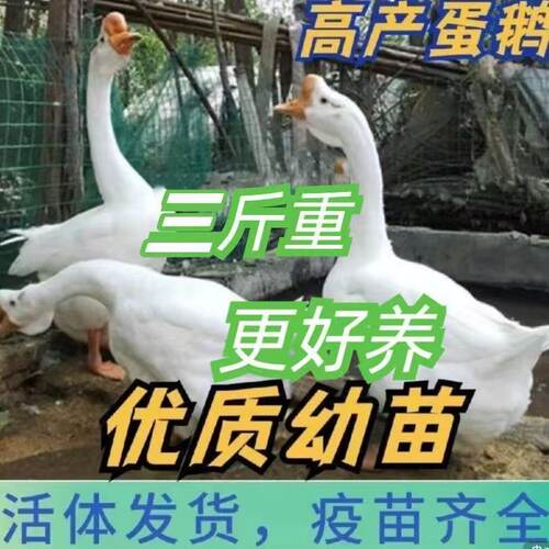 3斤四季鹅活体三斤狮头鹅活体6斤大白鹅活鹅三斤三花鹅产蛋王鹅皖