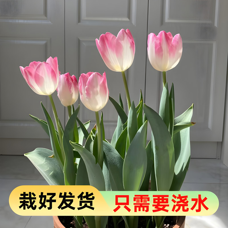 土培栽好发货郁金香自然球盆栽套装进口大球冬春季开花花卉耐寒