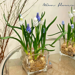 5颗水培方玻璃瓶套装 秋冬办公室花卉盆栽荷兰进口 葡萄风信子种球