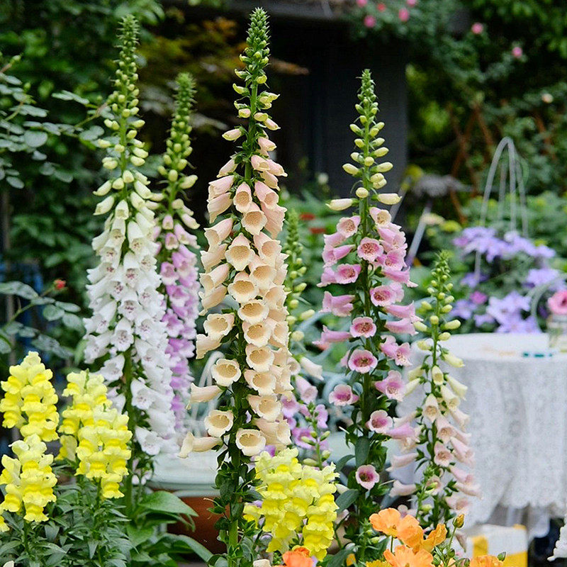 毛地黄种子四季种易发芽多年生耐寒花坛盆栽春夏秋季播籽庭院阳台