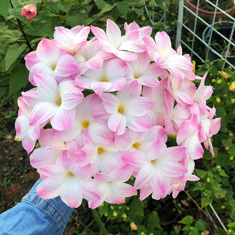 10年老店品种风雨兰对版种球花卉