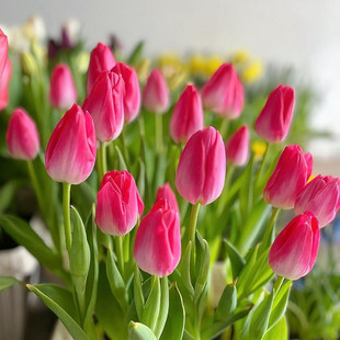 已到货栽好发货 盆栽阳台耐寒进口花卉 5度球郁金香大种球土培套装