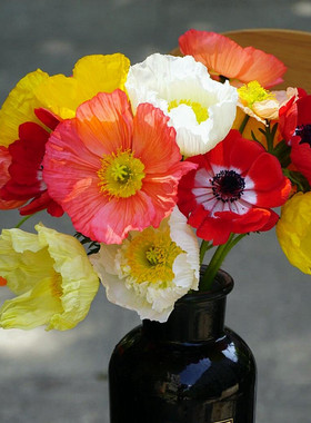 重瓣冰岛虞美人种子东方四季种易活复瓣多年生花坛盆栽春秋季播籽