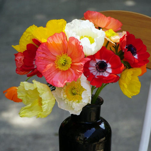 重瓣冰岛虞美人种子春秋播种易种