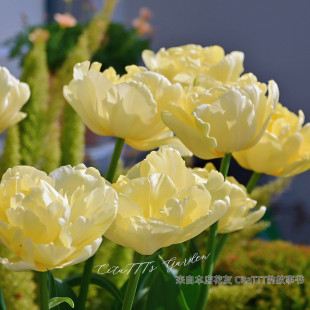 5颗郁金香重瓣鹦鹉流苏特殊类进口大种球土培盆栽风信子耐寒花卉