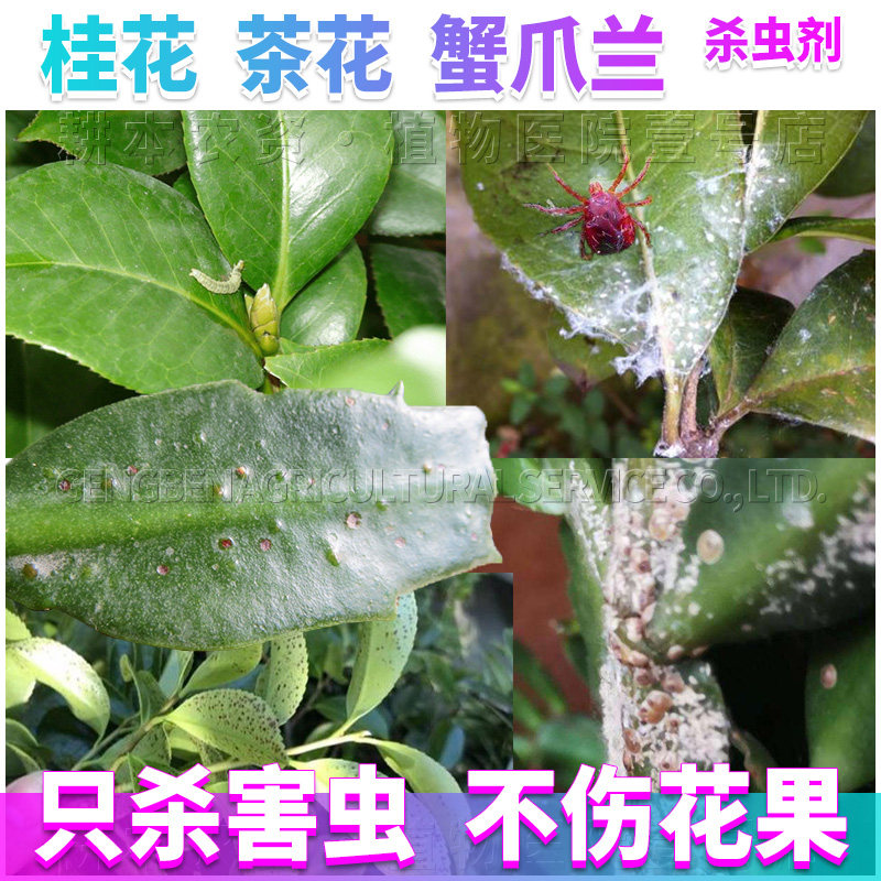 桂花树山茶花专用药爪兰花卉盆栽绿植物苗木蚧壳虫打灭杀虫剂农药