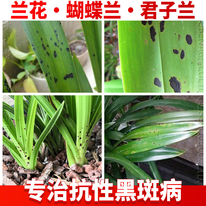 吊兰花黑斑专用药白绢炭疽叶斑枯轮纹病君子兰蝴蝶兰草杀菌剂农药