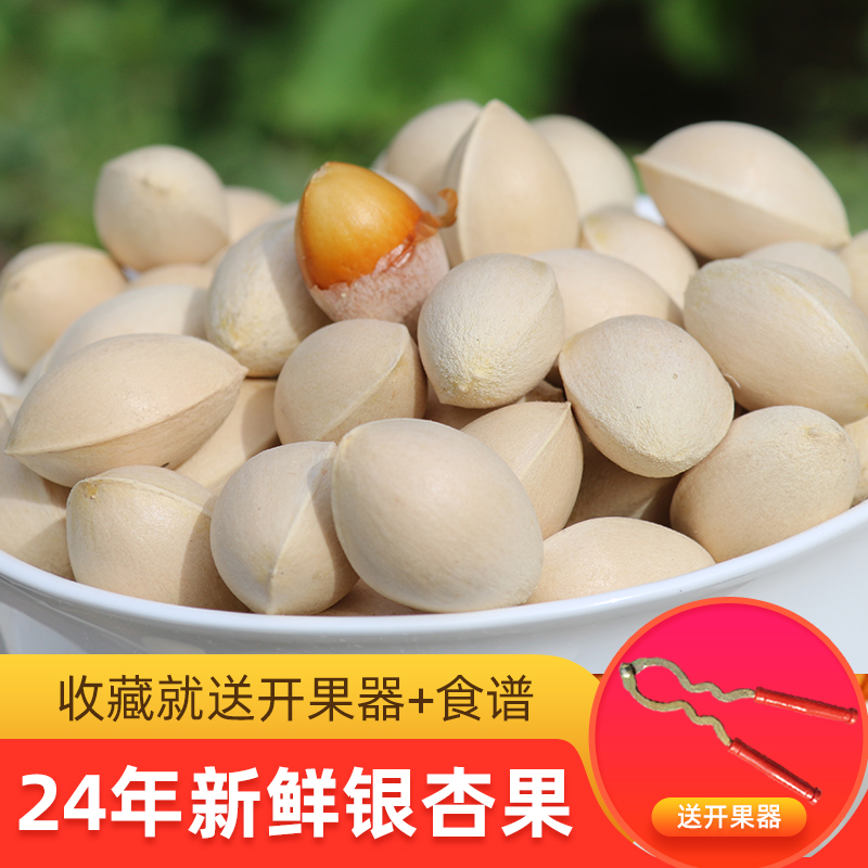2024年新鲜银杏果大颗开果器送和
