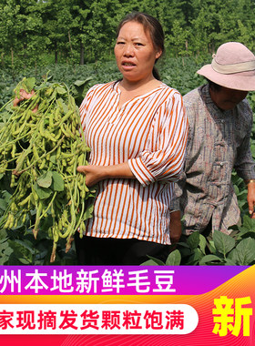 现摘新鲜毛豆邳州特产