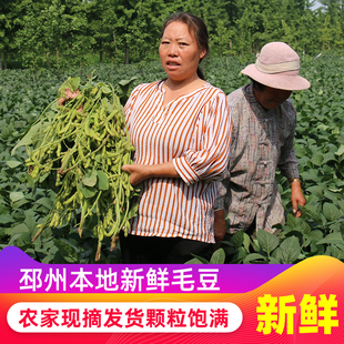 现摘新鲜毛豆农家自种嫩毛豆带壳青豆当季蔬菜邳州特产商用3-5斤