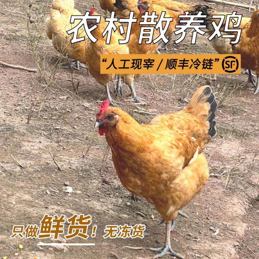 巴之源真空包装正宗农家散养土鸡