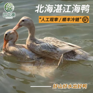 广西北海海鸭子150天左右散养土鸭肉鸭水鸭活鸭现宰整只姜爆炖汤