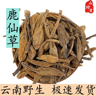 鹿仙草中药材云南野生不上莲 通天蜡烛 石上莲 山菠萝 蛇菇