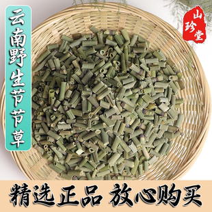 节节草中药材木贼草云南野生中药材 节节草 节骨草 笔筒草
