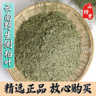 侧伯叶中药材云南野生侧柏叶 纯天然干侧柏叶 柏树叶