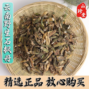 云南中药材石风丹 石枫丹 山石竹 斑叶兰 高杆竹叶兰 观音竹