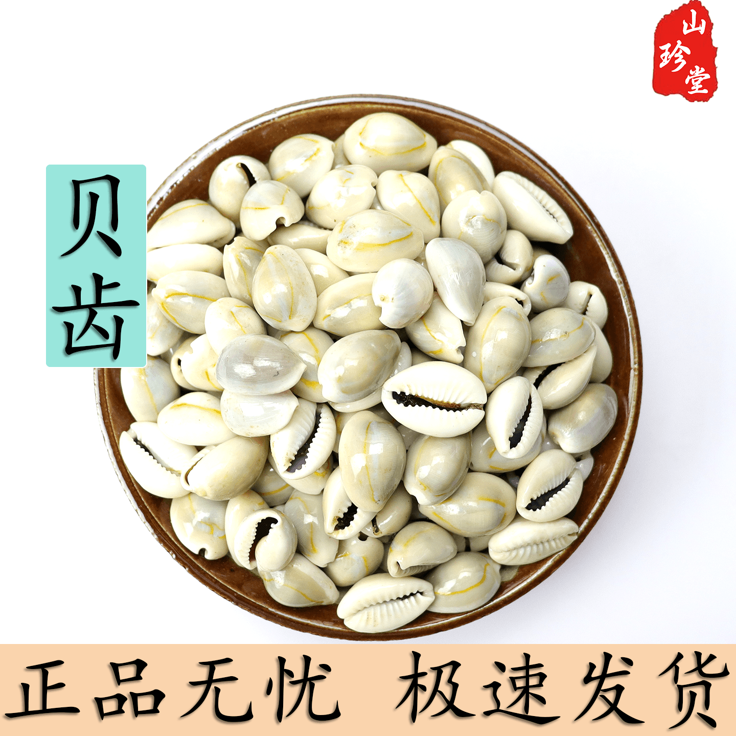 贝齿中药材紫贝齿 贝齿 白贝子 白贝齿 龙贝齿