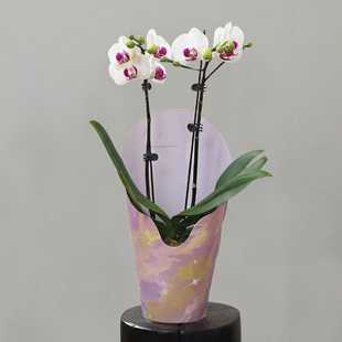 蝴蝶兰【雪域】拍满3颗顺丰（偏远除外）高端蝴蝶兰带花带花苞