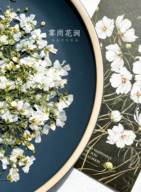 葭草植物标本干花押花手工婚礼请柬书签装饰画滴胶手机壳白色押花