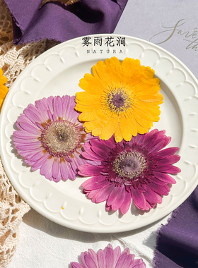 紫红色非洲菊雾雨花涧干花标本扶郎花押花真花杯垫diy手工花材
