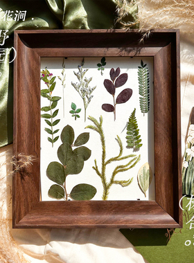 天然绿色植物标本叶片押花合集干花相框画大尺寸绿叶标本手工请柬