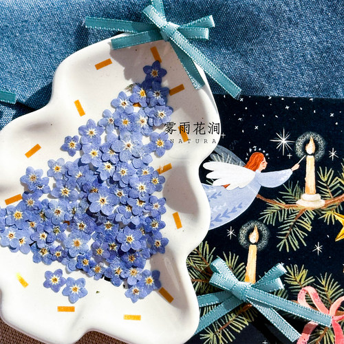 蓝色迷你小花押花植物标本