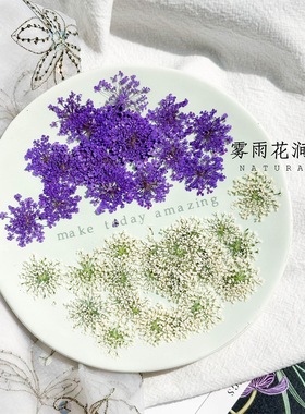 天然蕾丝花干花雪珠花押花植物标本装饰画创意手作礼物diy材料