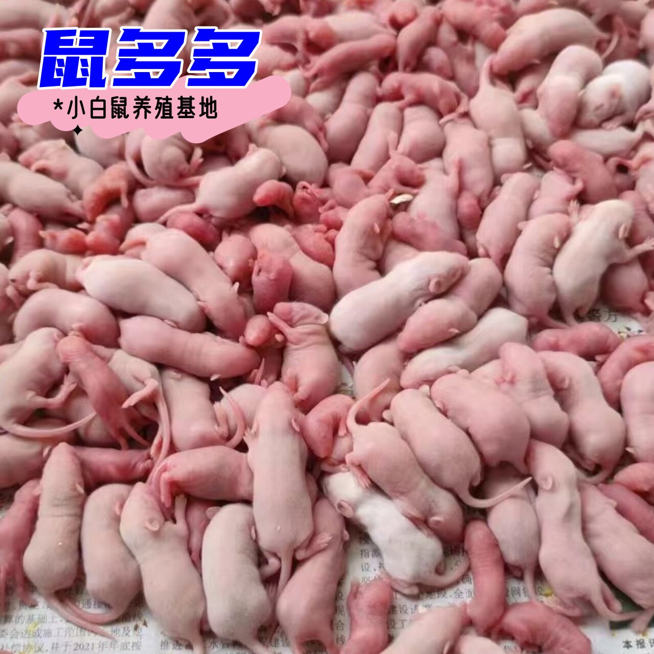 冷冻小白鼠乳鼠速冻红皮粉皮白霜跳跳爬宠饲料喂猫蛇角蛙乌龟蜥蜴