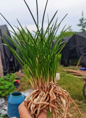 兰花苗盆栽绿植花卉植物浓香型春兰蕙兰随州九头兰室内盆景四季兰