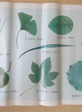 小学科学生命世界教学挂图（29幅）J59004 教学仪器