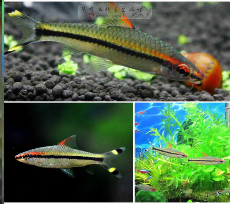 黑影道人品牌精品汇聚 价格大全移动版 最宠网