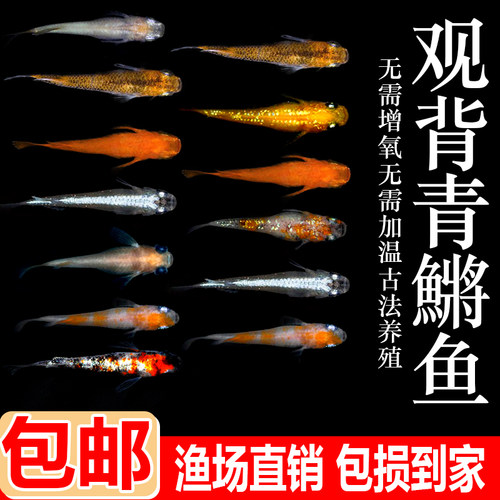 观背青鳉淡水好养易活无需打氧