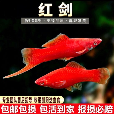 红箭鱼热带观赏鱼小型双尾红剑鱼红米奇月光胎生活鱼苗好养耐活鱼