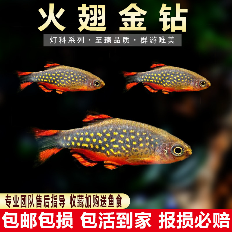 火翅金钻灯银河斑马灯鱼热带鱼活体小型淡水观赏鱼活体群游草缸混