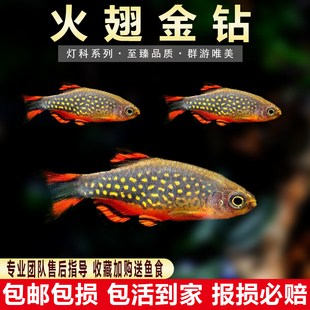 火翅金钻灯银河斑马灯鱼热带鱼活体小型淡水观赏鱼活体群游草缸混