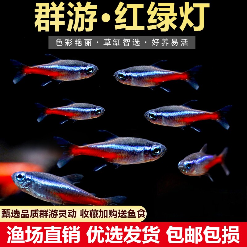 红绿灯小型灯科鱼孔雀鱼热带观赏鱼淡水水族宠物活体鱼群游鱼包邮
