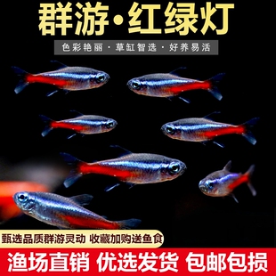 红绿灯小型灯科鱼孔雀鱼热带观赏鱼淡水水族宠物活体鱼群游鱼包邮