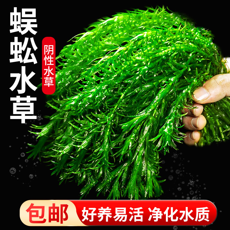 蜈蚣草水榕沉木造景鱼缸装饰新手懒人阴性真水草增氧淡水植物