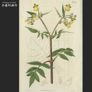 英国1823年手工上色彩色雕刻铜版画高品质老物件/柯蒂斯/蒲包花