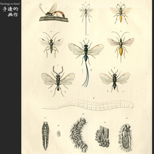 蚜茧蜂 插图世界 德国1855年古董手工上色木刻版 画博物图谱设计