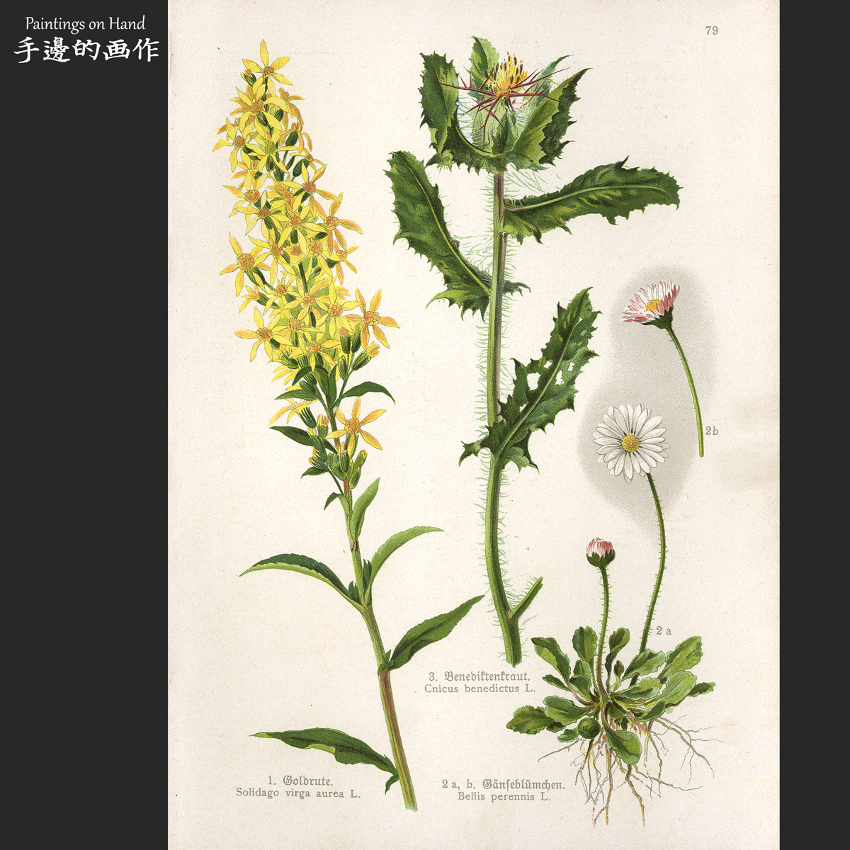 法国1899年古董石印版画博物复古装饰收藏/药用植物图鉴/一枝黄花