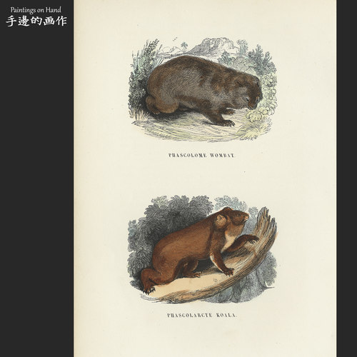 法国1873年古董手工上色木刻版画博物装饰/Buffon/毛鼻袋熊树袋熊