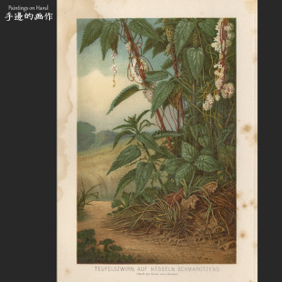 德国1890年古董彩色套色石印版画美式用色高级浓郁/布雷姆/菟丝子