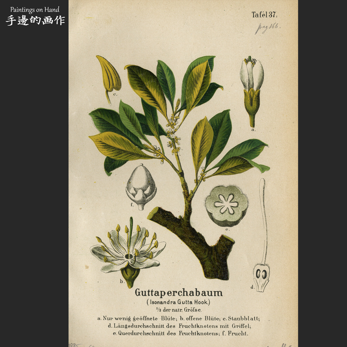 德国1885年古董彩色石印版画Vintage植物花卉博物装饰画/牙胶树图片