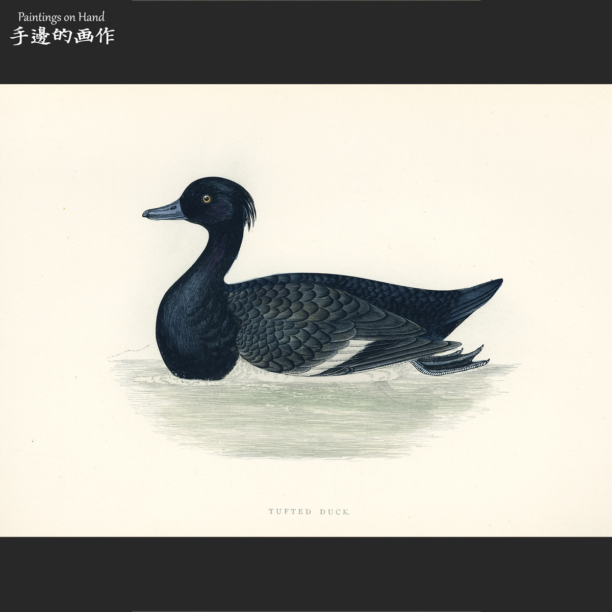 英国1864年手工上色彩色木刻版画动物艺术老物件/大英鸟类/簇绒鸭