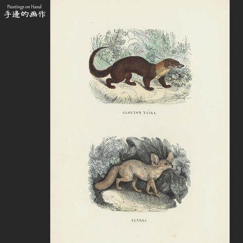 法国1873年古董手工上色木刻版画博物装饰/Buffon/白头鼬 耳廓狐
